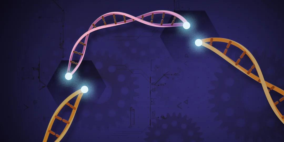 最近的研究表示使用基因编辑技术CRISPR时要谨慎
